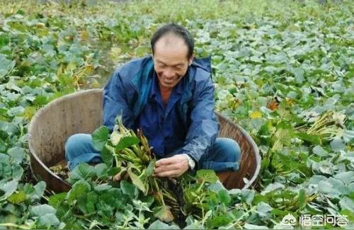 鸡头果种植条件产地在什么地方