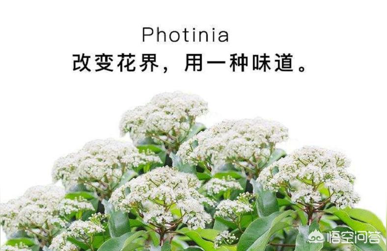 石楠花能吃吗有什么药用价值