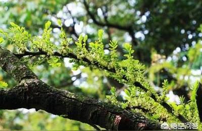 油柑是什么季节的水果