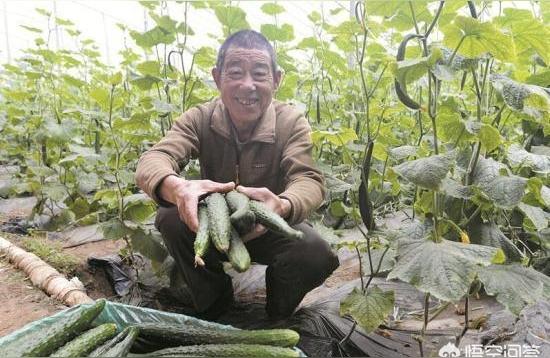 生肖鼠宝宝孩子起名怎么起(你听过狗狗的哪些贱名呢)