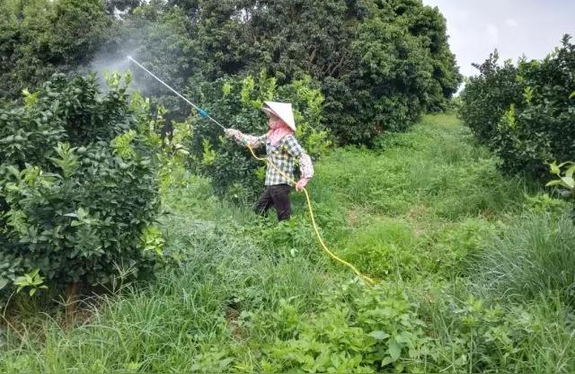 特早柑橘大芬種植手藝_東方紅蜜橘跟蜜廣橘子區別