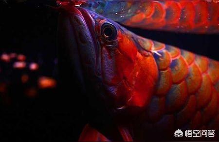 红龙鱼吃什么发色最好:龙鱼40公分用什么灯 龙鱼百科