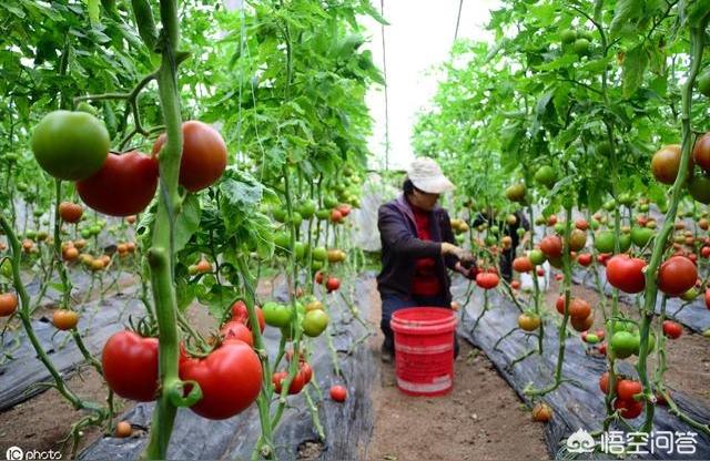 矮生盆栽番茄疏花疏果,农村小菜园种植西红柿果实小怎么办?