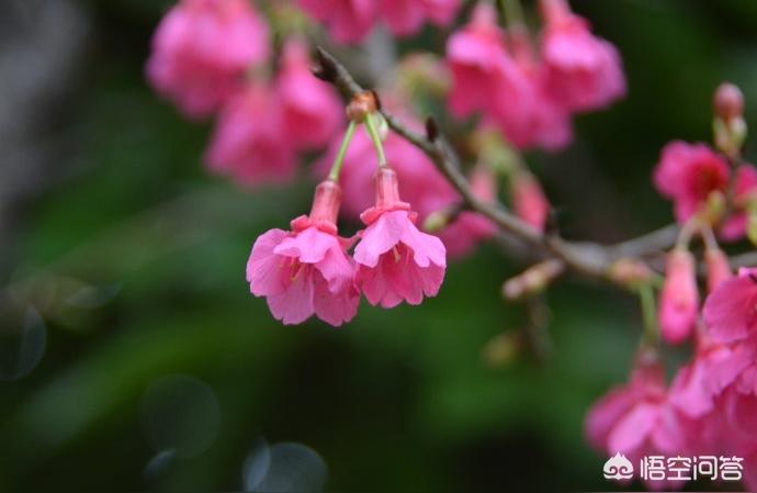 樱花树的资料及介绍