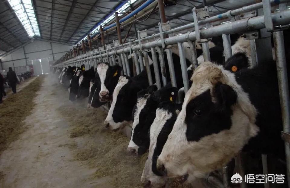 饲料议论文格式饲料安全观察怎么写