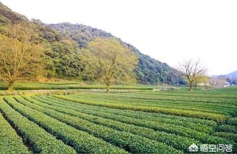 龙井茶的产地是哪里