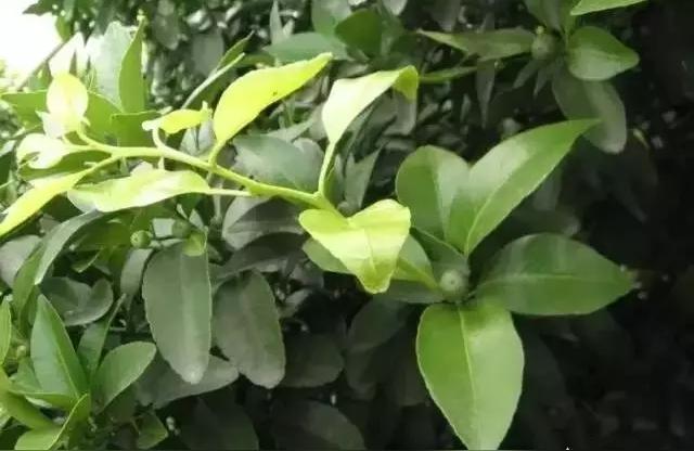 柑橘炎天種植手藝_南豐柑橘種植時間和辦法