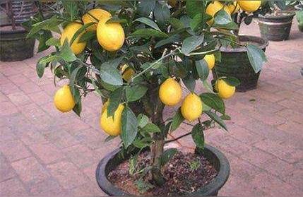 香水柠檬树的养殖方法和注意事项