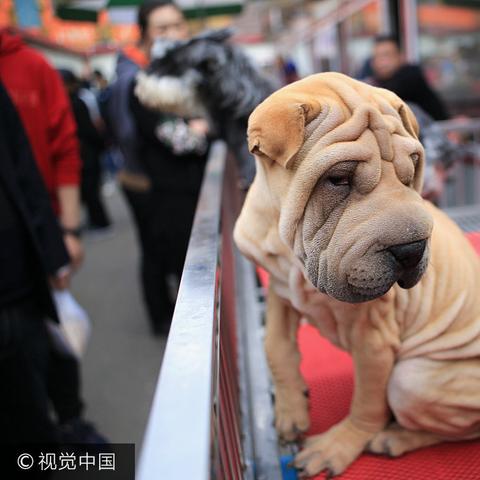 哈尔滨市的猫市在哪里