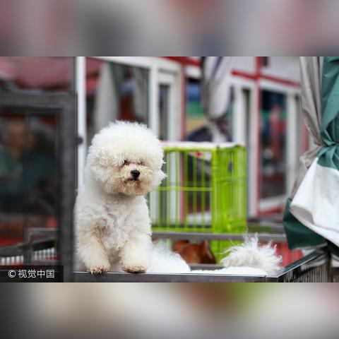 哈尔滨老道外宠物相关长尾关键词有哪些