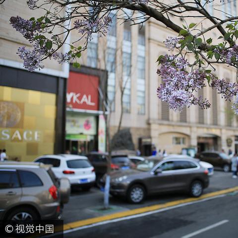 哈尔滨市的市花叫什么