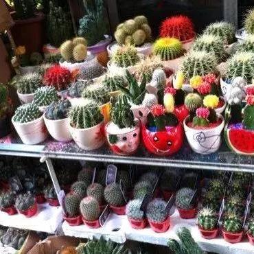 关于上海最大的花鸟市场相关关键词有哪些