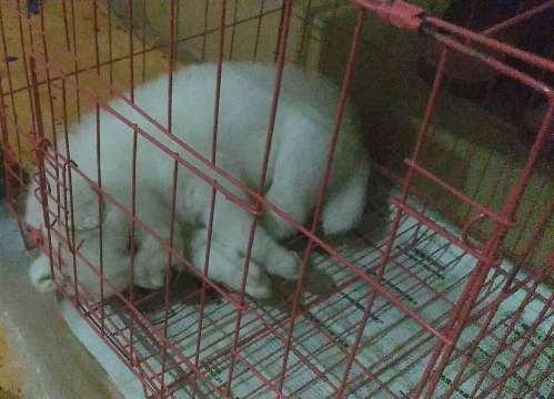 【盐水能杀死新型冠状病毒吗
,盐水能杀死新型冠状病毒吗视频】-图1 【盐水能杀死新型冠状病毒吗
,盐水能杀死新型冠状病毒吗视频】-图1