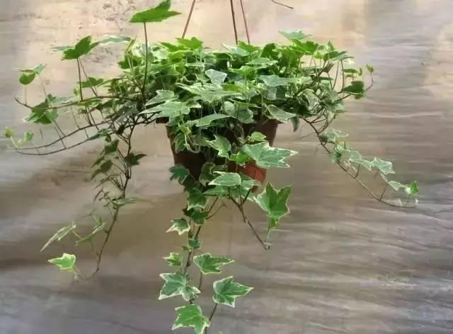 梦到自己死拉，深层寓意与心理解析