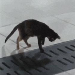 武汉公猫绝育的长尾关键词有什么