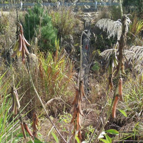 福建纯植物提取工艺的相关长尾关键词有哪些