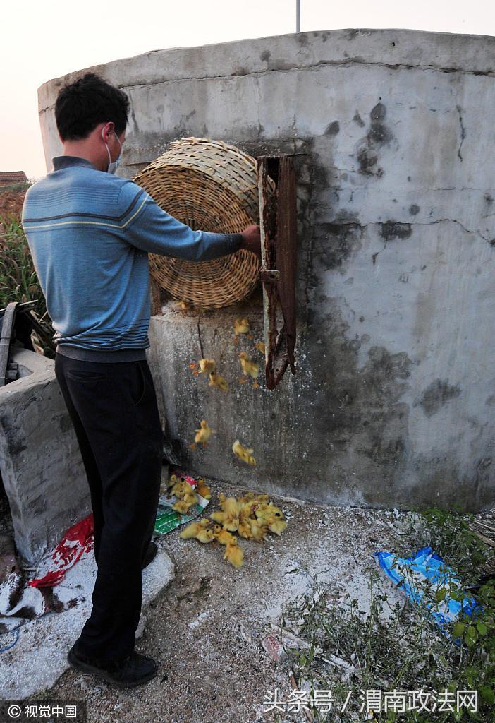 【山西发生野生天鹅禽流感疫情
,山西发生野生天鹅禽流感疫情最新消息】 【山西发生野生天鹅禽流感疫情
,山西发生野生天鹅禽流感疫情最新消息】