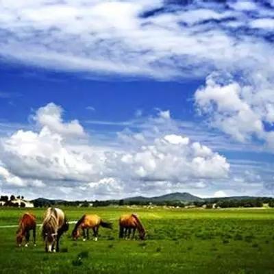 石家庄市全年禁止狩猎的长尾关键词有哪些