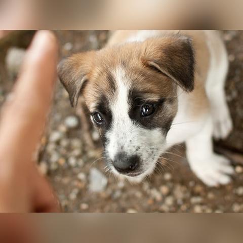 神犬小七txt下载的长尾关键词有哪些