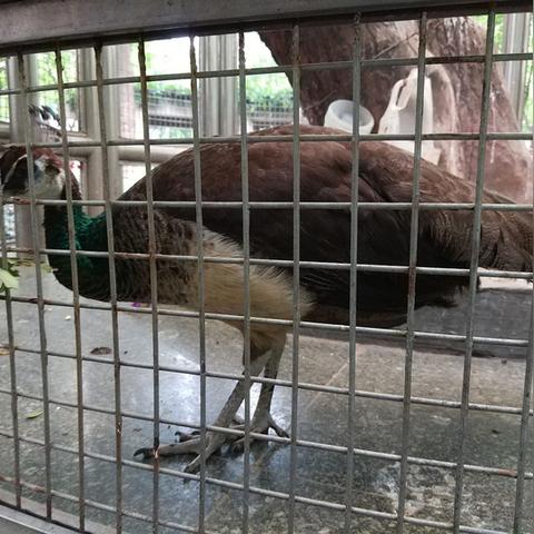 杭州禽流感的相关长尾关键词有哪些