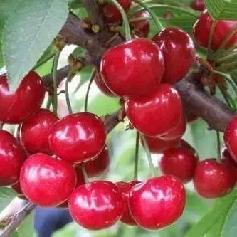 济南市内樱桃园在哪里建