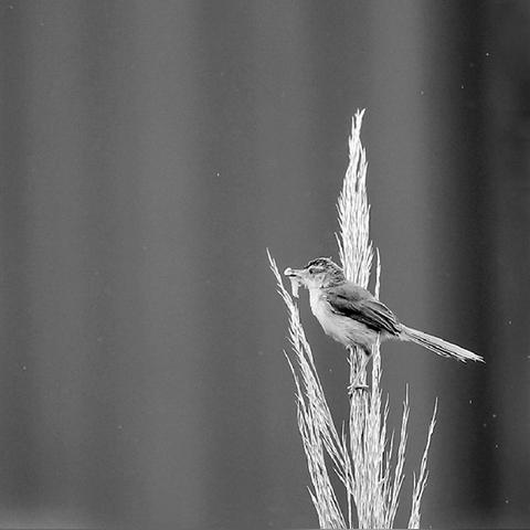 杭州市鸟是什么？