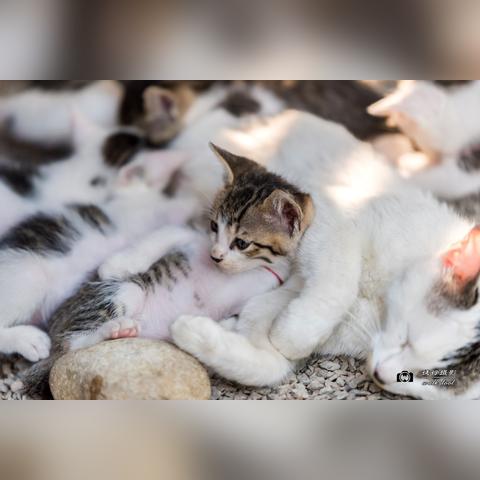 大连市老虎尾在什么地方