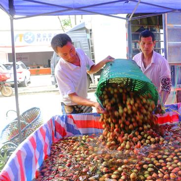 温州市哪里有荔枝