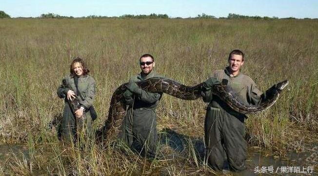 梦境迷离，蟒蛇、狐狸与狗的变身与消逝——解析一场奇异的梦