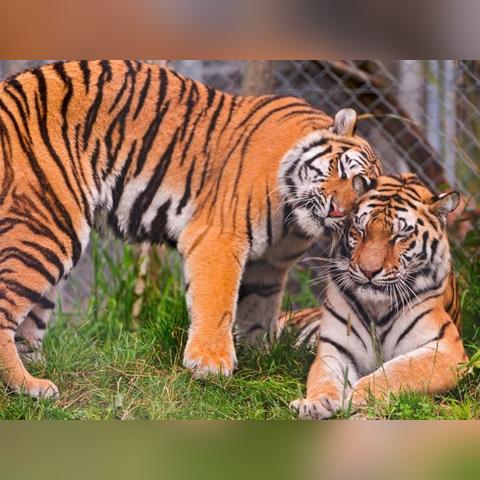 虎年哪个生肖运势最好(虎年哪个生肖财运好)