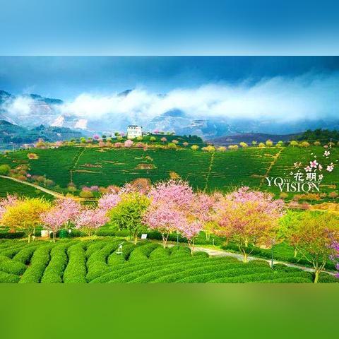 上海漳平水仙茶有哪些