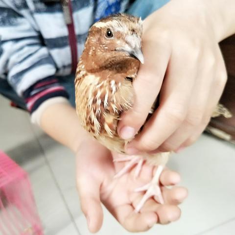 河南哪个机场直飞安徽