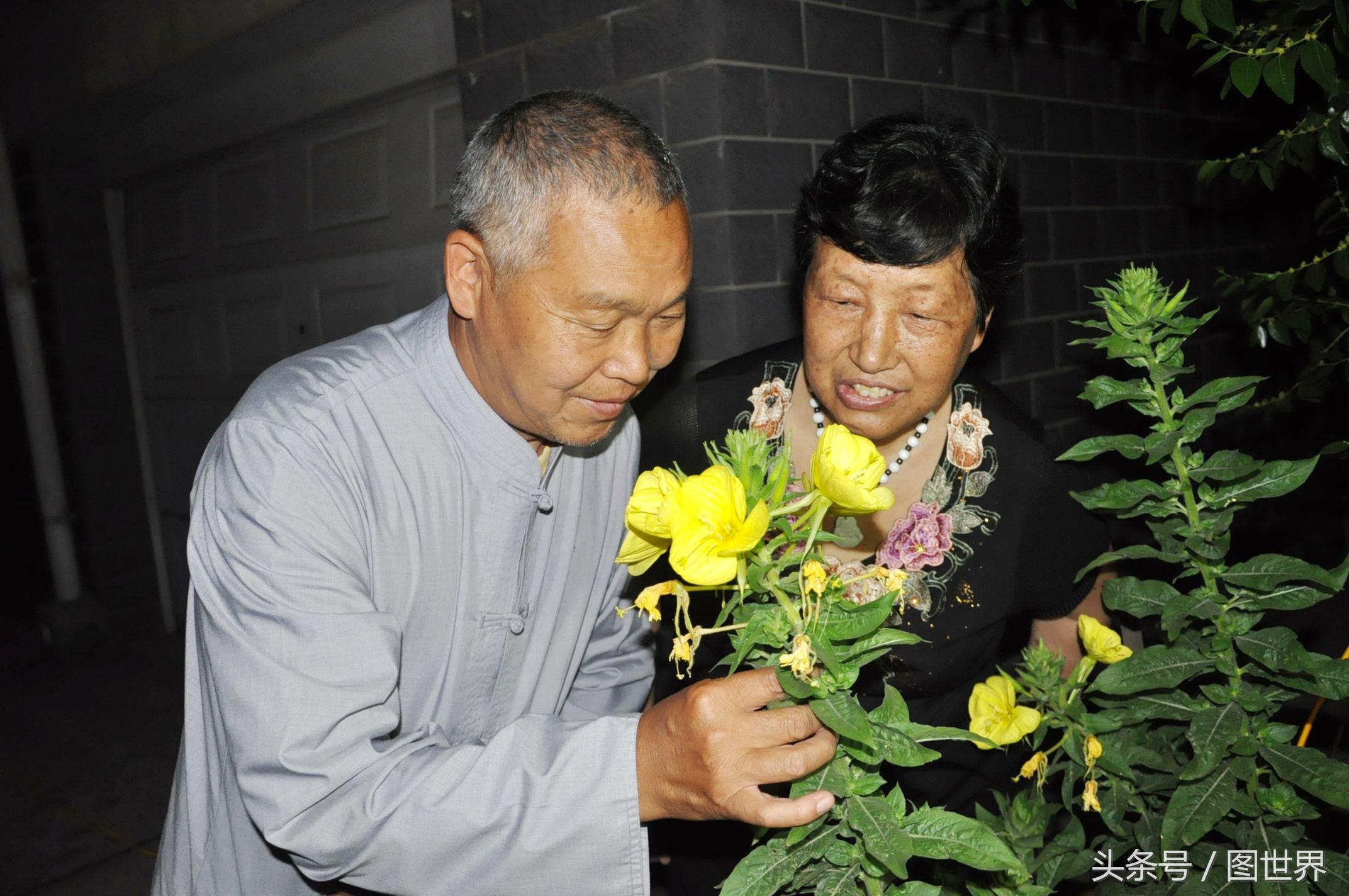 柑橘移栽種植手藝視頻_移栽桔子樹(shù)葉子黃了