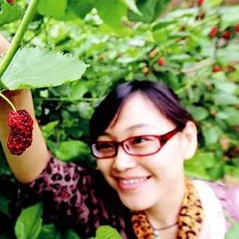 石家庄市哪里卖桑叶茶