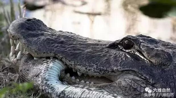 梦见很多鳄鱼和很多蟒蛇,探索梦境背后的深层含义 梦见很多鳄鱼和很多蟒蛇,探索梦境背后的深层含义