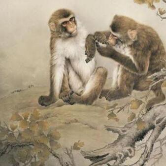 生肖猴的今年运势怎样(属猴的生肖今年运气如何)