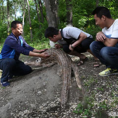 长春市野生动物园在哪里