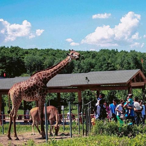 哈尔滨长颈鹿英语相关长尾关键词有哪些