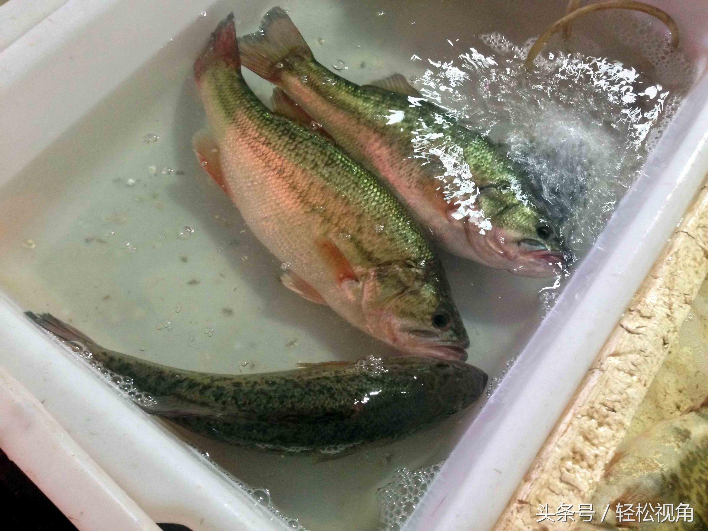 不发胖吃什么美食（减肥的时候都吃过哪些掉秤的食物）