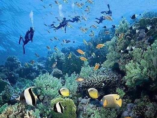 海底做成什么美食（海石花的做法）