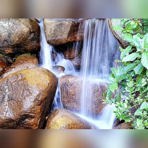 厦门市哪里有枫叶景点