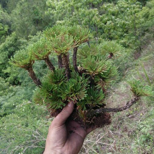 九死还魂草泡茶的功效,把晒干的花放到水里能复活还能开花的植物是什么?"