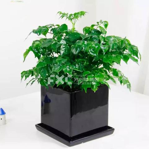 上海可以种哪些盆栽果树