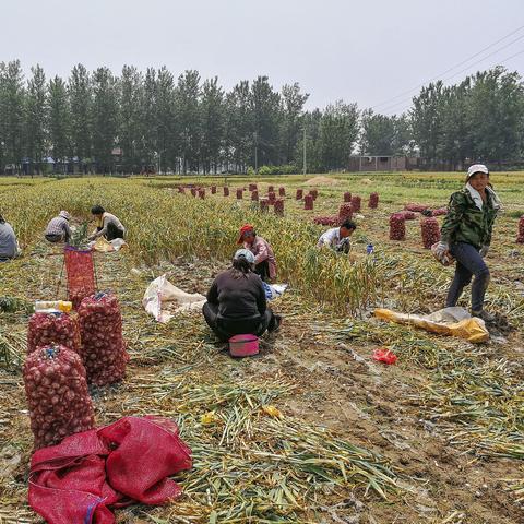 河南新鲜大蒜价格的相关长尾关键词有哪些