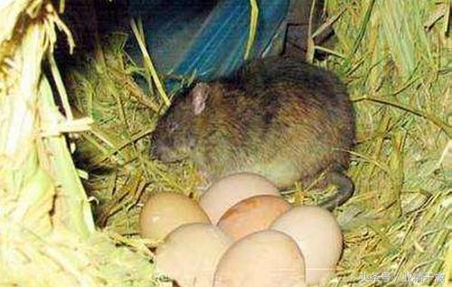 梦魇边缘的拥抱,解析梦见像老鼠的东西抱着自己的深层含义 梦魇边缘的拥抱,解析梦见像老鼠的东西抱着自己的深层含义