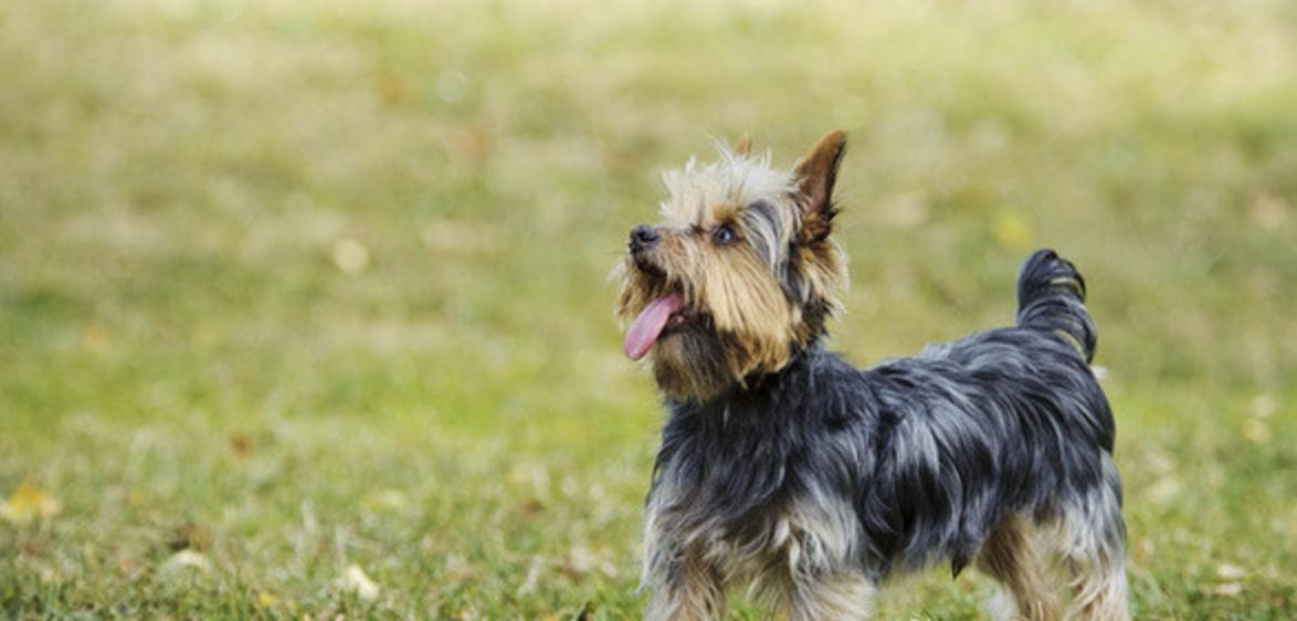 Yorkshire Terrier Pet Care Tips: A Comprehensive Guide for First-Time Owners