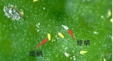 柑橘幼果茶（柚子病虫害该怎么防治）