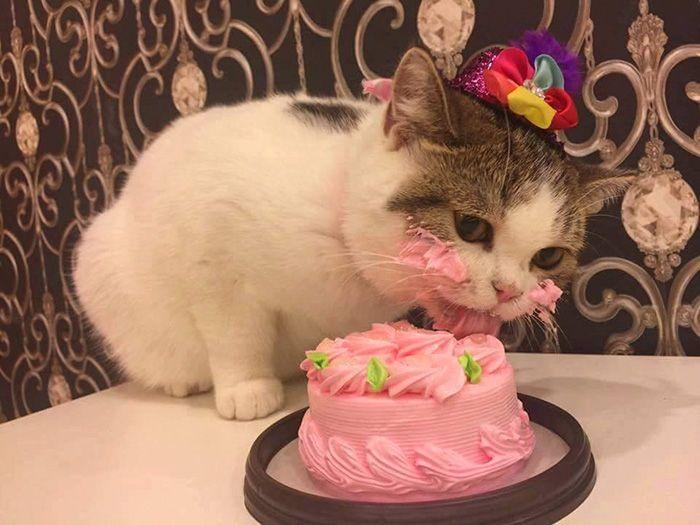 怎么让猫喜欢吃蛋糕奶油(五个月猫能吃手抓饼吗)