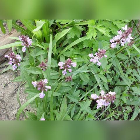 恶心的密集图片大全的长尾关键词有哪些