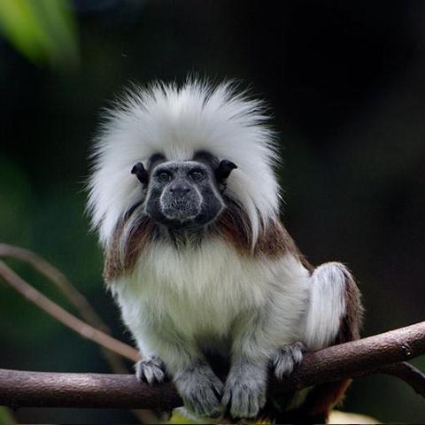 7月14日生肖猴运势怎样(属猴7月15日出生好吗)